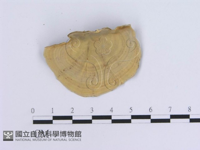 蠔韌革菌藏品圖，第3張