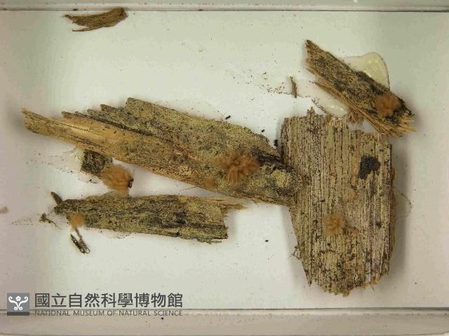 登錄號:F0021558藏品圖，第3張