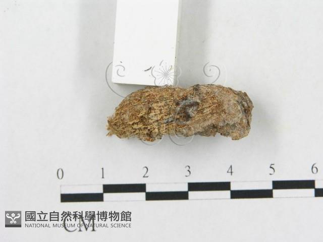 硬孔菌屬藏品圖，第3張