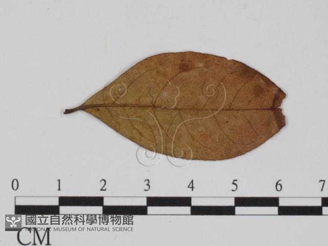 登錄號:F0011558藏品圖，第3張