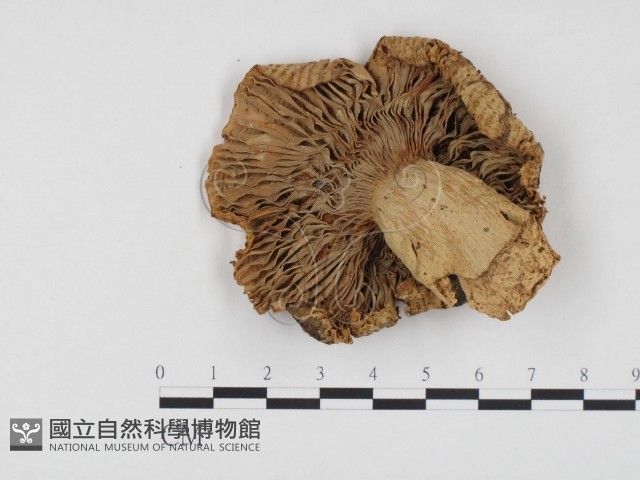 登錄號:F0024558藏品圖，第3張