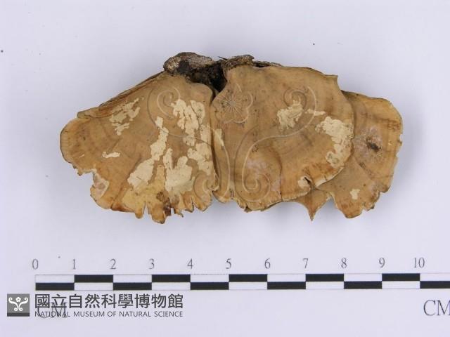 韌革菌屬藏品圖，第3張