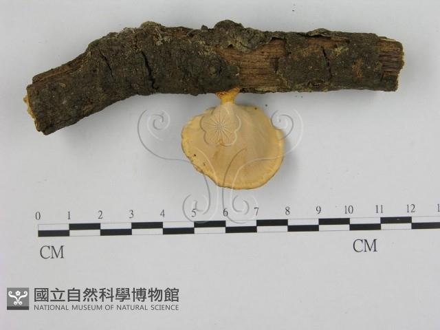 相鄰小孔菌藏品圖，第3張