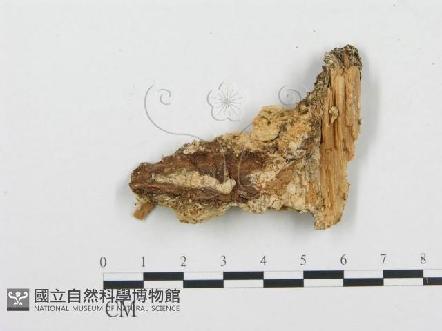 登錄號:F0009558藏品圖，第3張