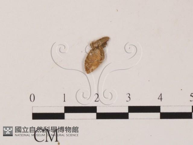 登錄號:F0019558藏品圖，第3張