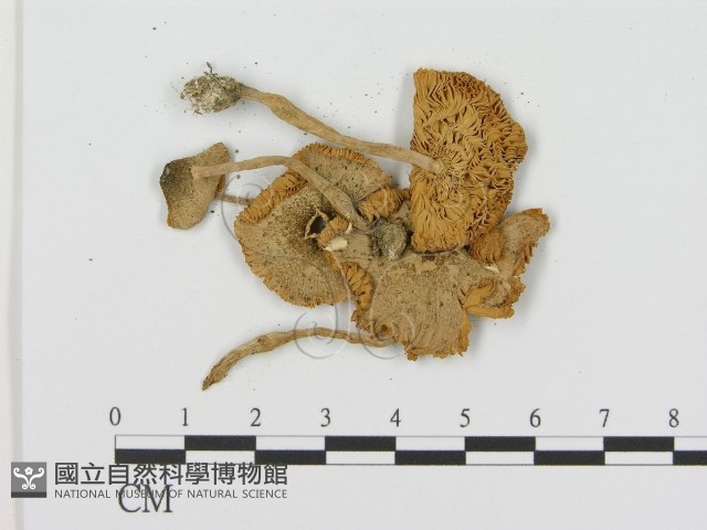 登錄號:F0003558藏品圖，第3張