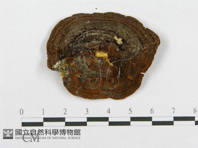 木層孔菌屬藏品圖，第3張