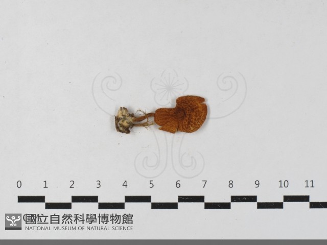 登錄號:F0033558藏品圖，第3張