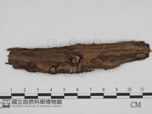 登錄號:F0020158藏品圖，第3張