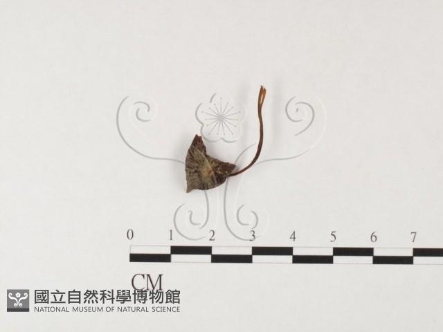 登錄號:F0026158藏品圖，第3張