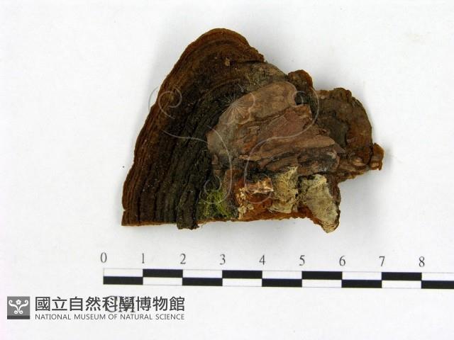 登錄號:F0006158藏品圖，第3張