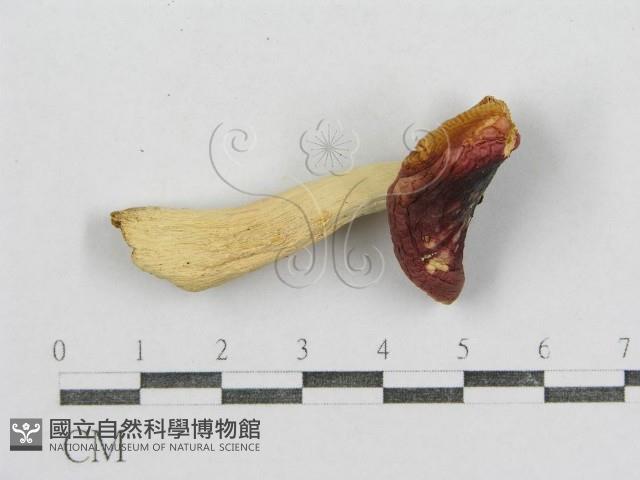 紅菇屬藏品圖，第3張
