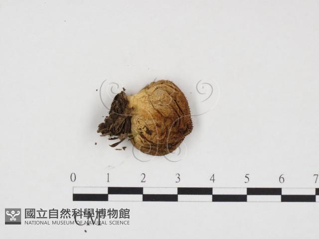 登錄號:F0024158藏品圖，第3張