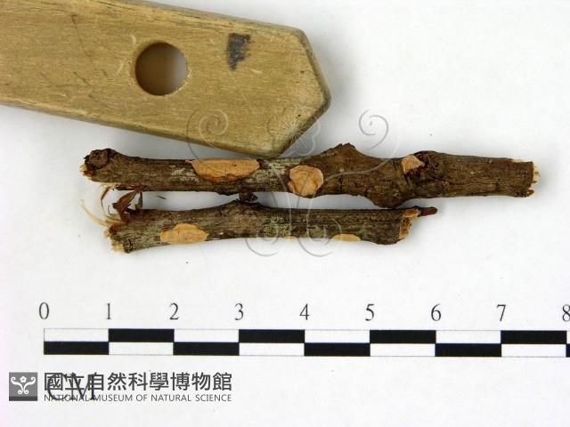 刺皮菌屬藏品圖，第3張