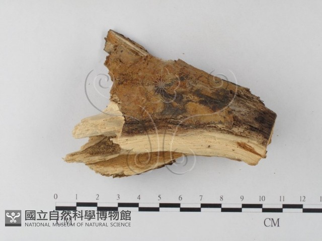 登錄號:F0022158藏品圖，第3張