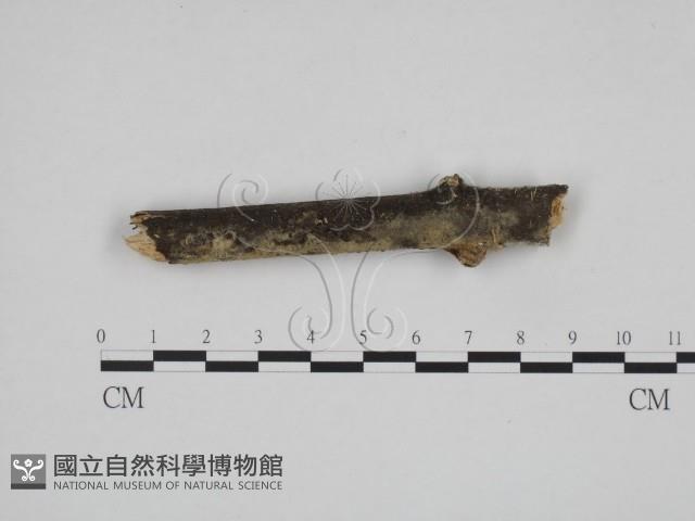 登錄號:F0012158藏品圖，第3張