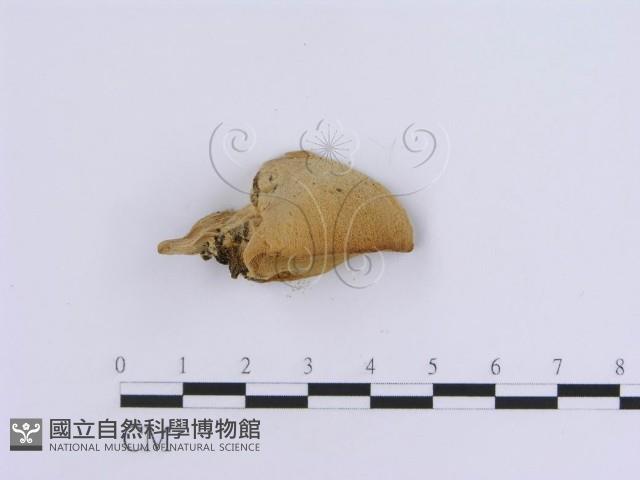 登錄號:F0007158藏品圖，第3張