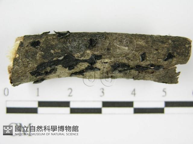 登錄號:F0017158藏品圖，第3張