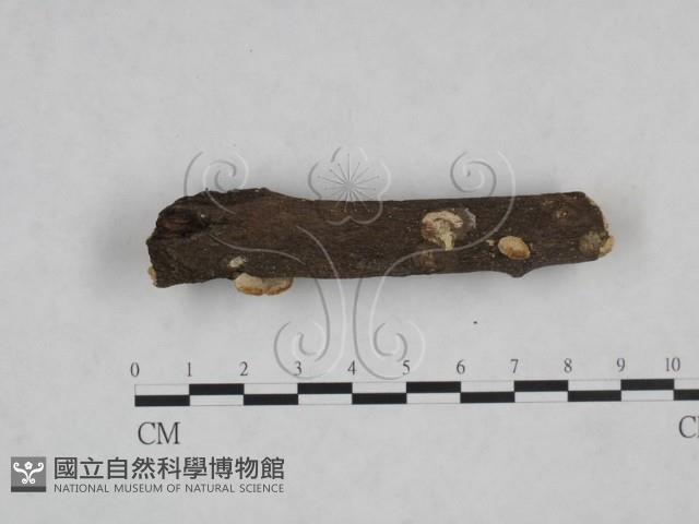 多年臥孔菌屬藏品圖，第3張