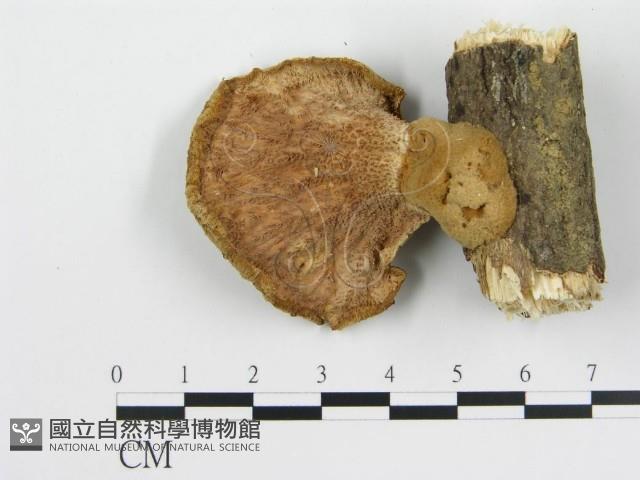 波邊革菌屬藏品圖，第3張