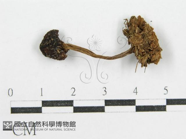 鬼傘屬藏品圖，第3張