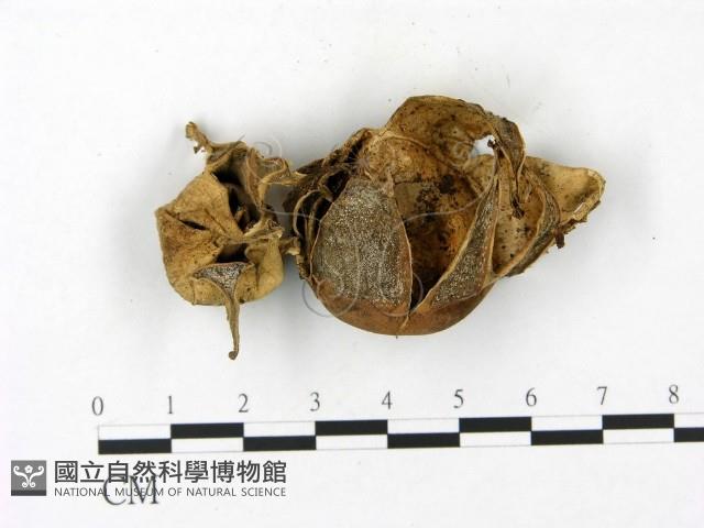 登錄號:F0023158藏品圖，第3張