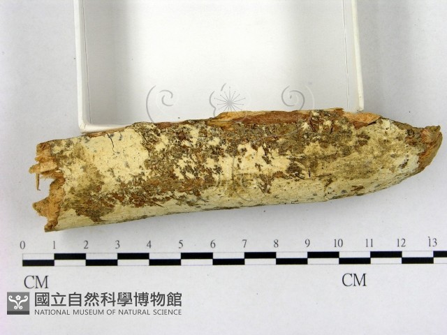 登錄號:F0003158藏品圖，第3張