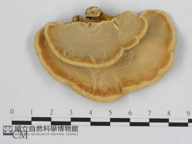 相鄰小孔菌藏品圖，第3張