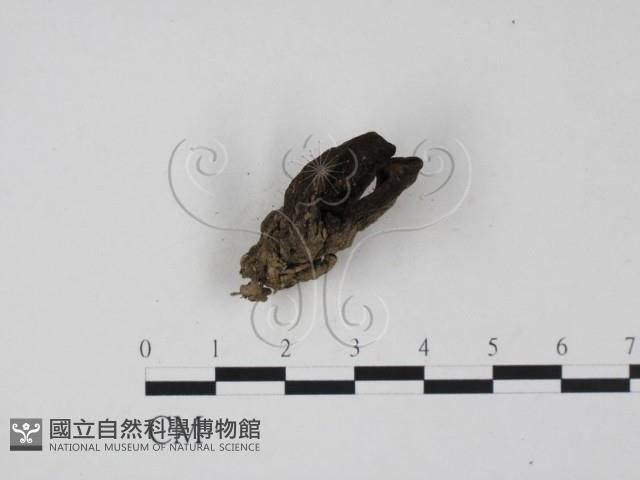 登錄號:F0021058藏品圖，第3張
