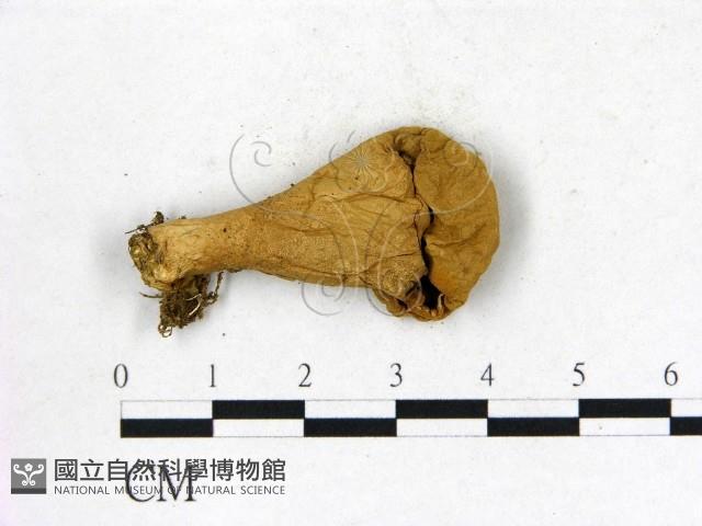 地星屬藏品圖，第3張