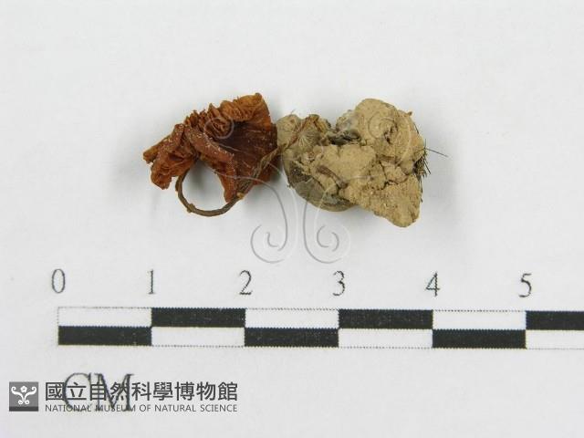 粉褶菌屬藏品圖，第3張