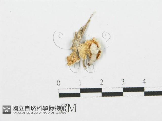 裂褶菌藏品圖，第3張