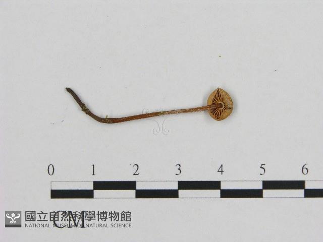 小皮傘屬藏品圖，第3張