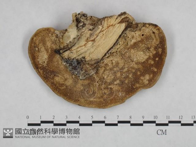 栓菌屬藏品圖，第3張