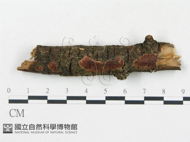 登錄號:F0005058藏品圖，第1張