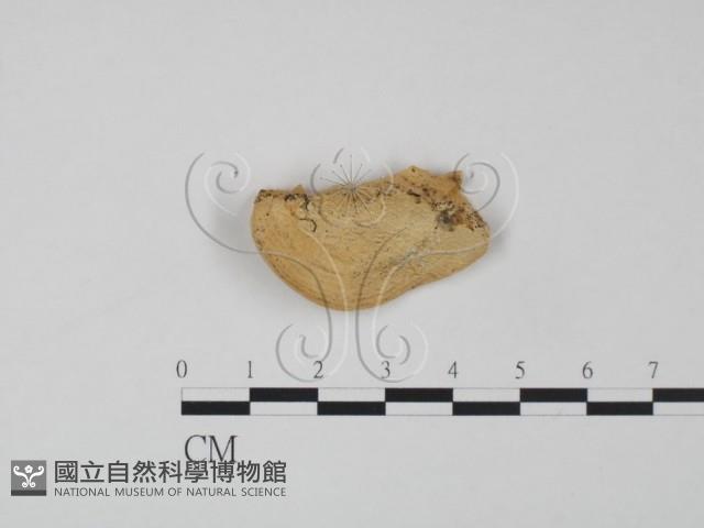 登錄號:F0015058藏品圖，第3張