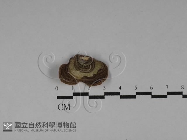 附毛菌屬藏品圖，第3張