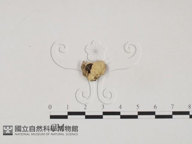 登錄號:F0019058藏品圖，第3張
