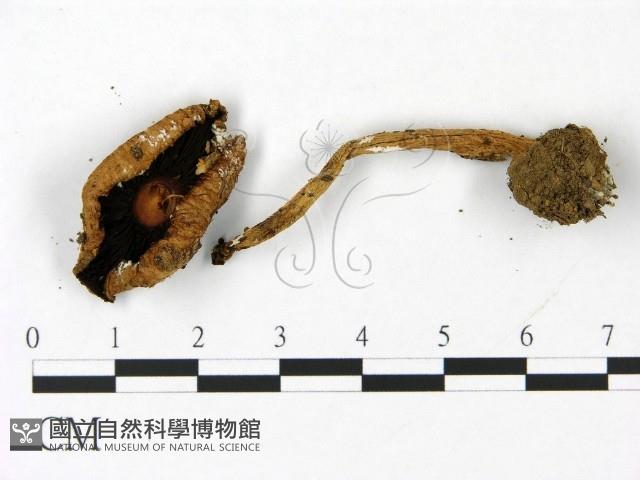 傘菌屬藏品圖，第3張