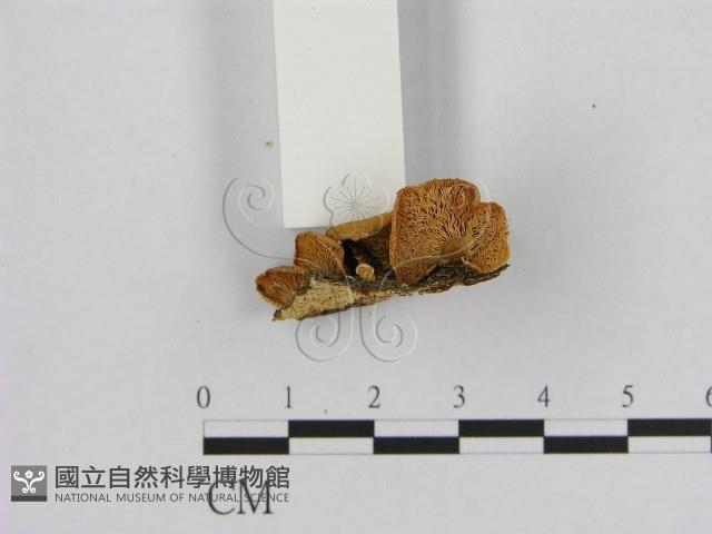 登錄號:F0013058藏品圖，第3張