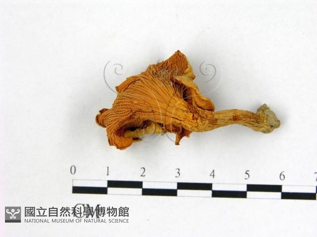 登錄號:F0008358藏品圖，第3張
