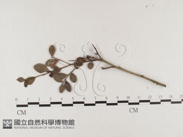 登錄號:F0026358藏品圖，第1張