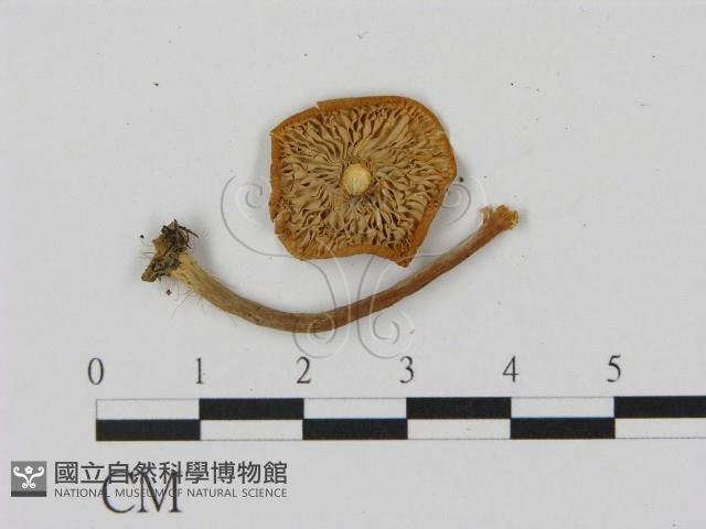 乳菇屬藏品圖，第3張