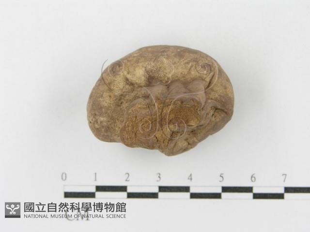 紫色禿馬勃藏品圖，第3張