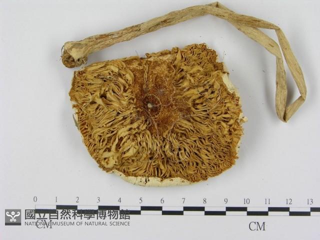 登錄號:F0002358藏品圖，第3張