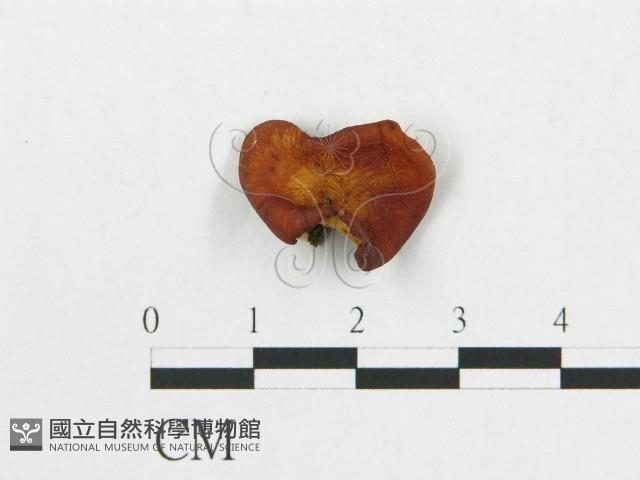 多孔菌屬藏品圖，第3張