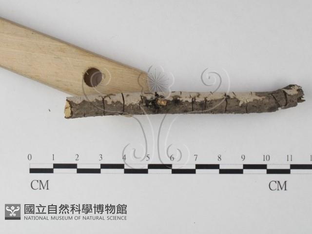 筍殼菌屬藏品圖，第3張
