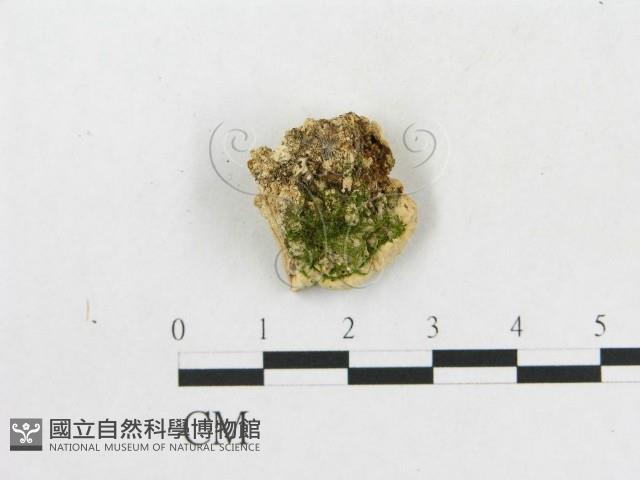 硬孔菌屬藏品圖，第3張