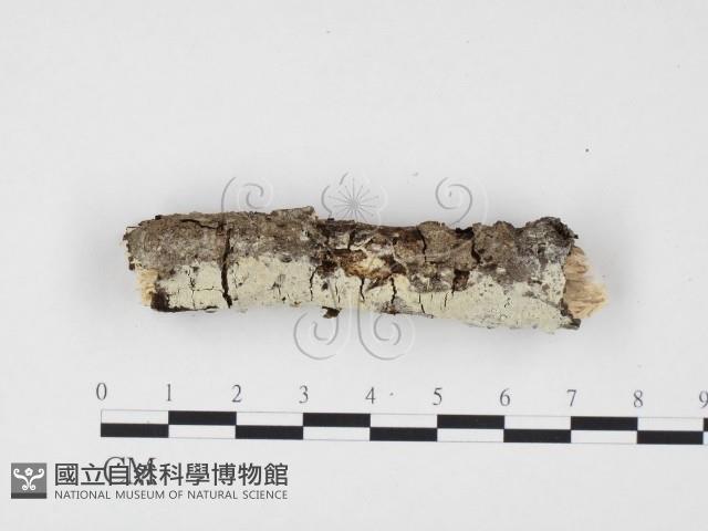 登錄號:F0009358藏品圖，第3張