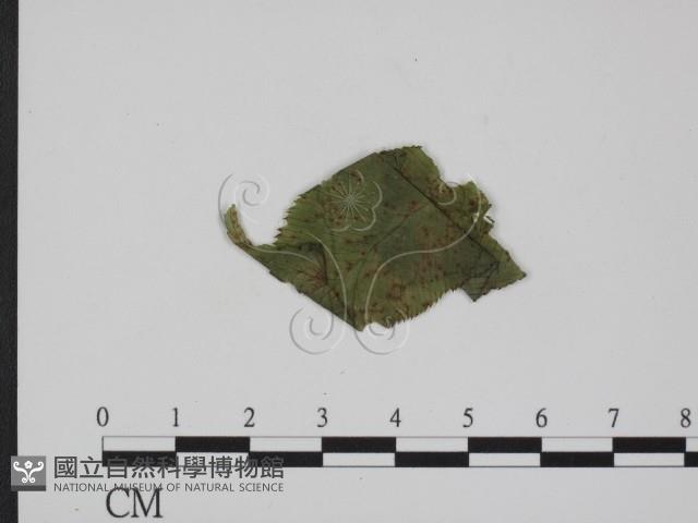 登錄號:F0019358藏品圖，第3張
